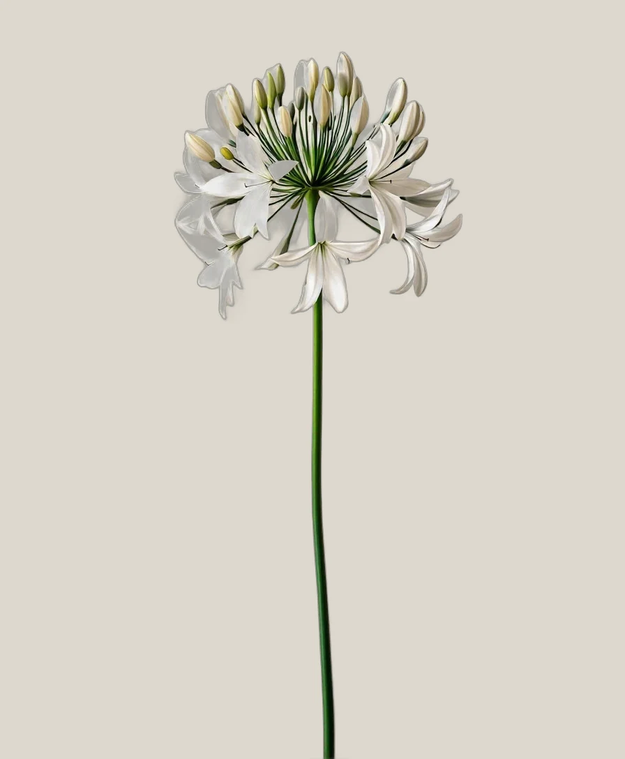 Schmucklilie Weiß – Agapanthus africanus, freigestellte botanische Studioaufnahme