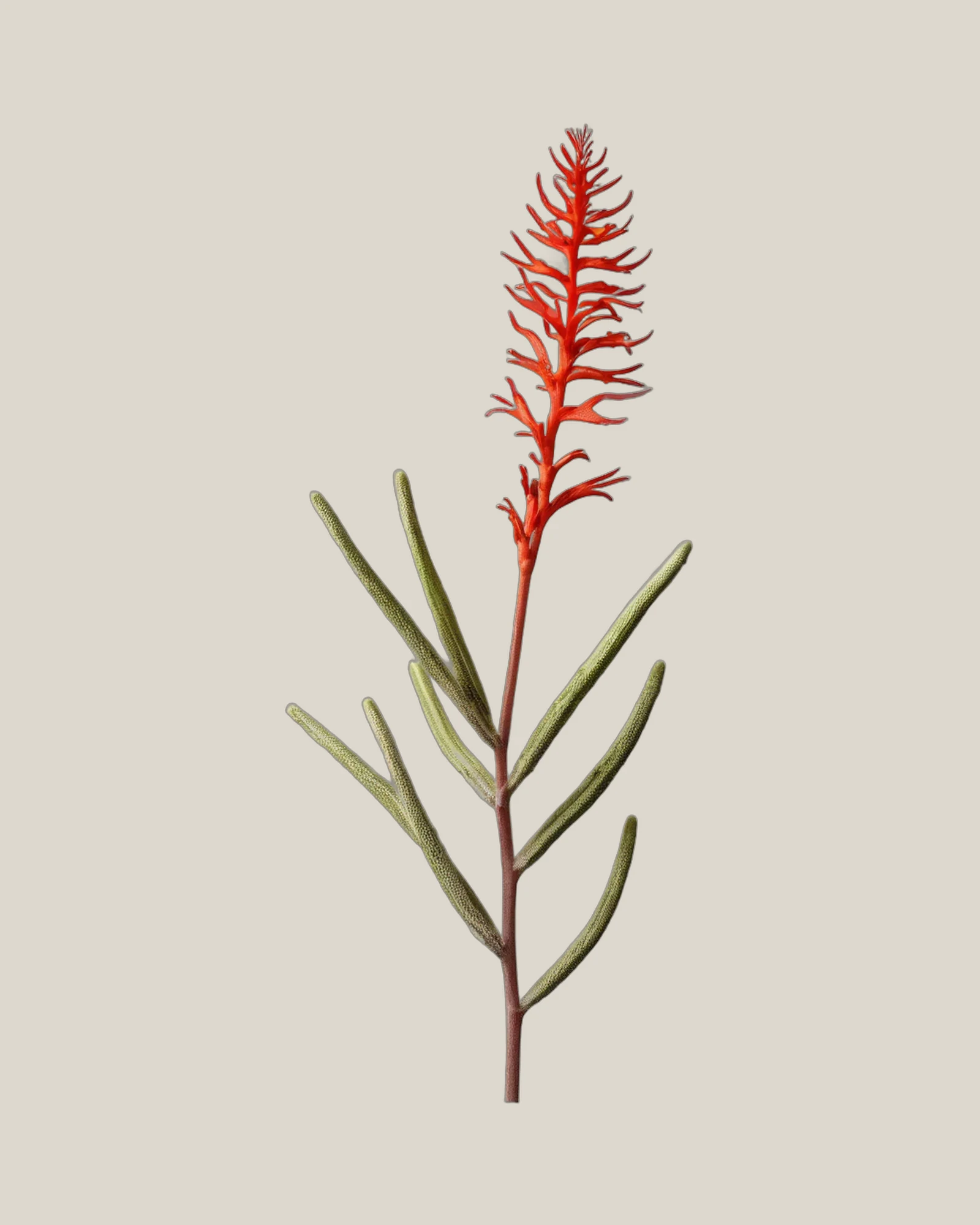 Känguruhpfote Rot – Anigozanthos flavidus, freigestellte botanische Studioaufnahme