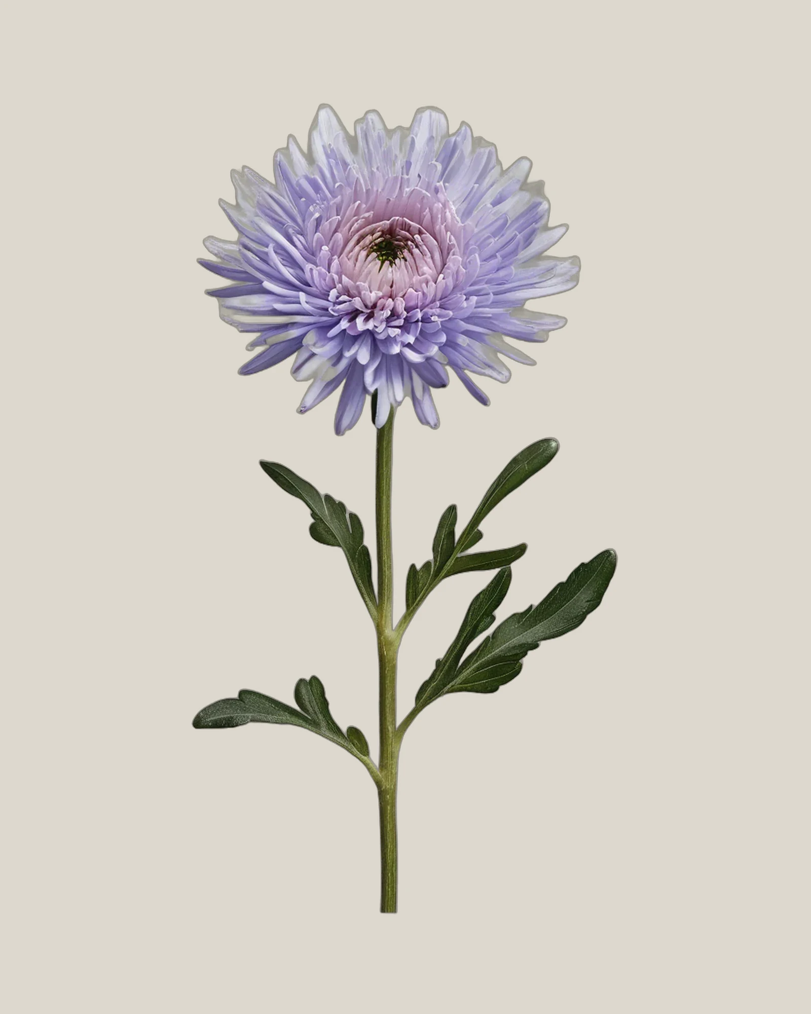 Aster Violett – Callistephus chinensis, freigestellte botanische Studioaufnahme