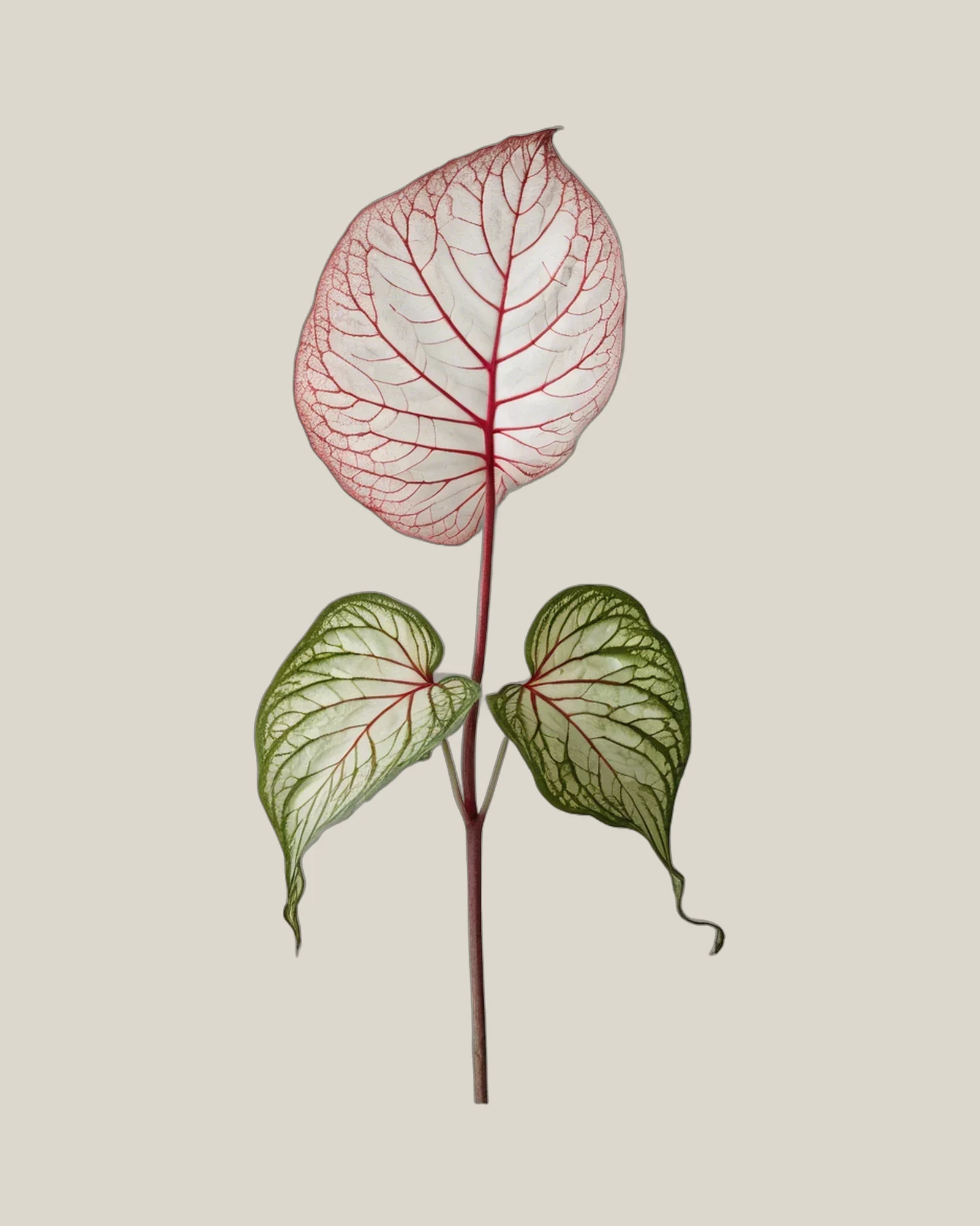 Caladium-Blatt – Caladium bicolor, freigestellte botanische Studioaufnahme