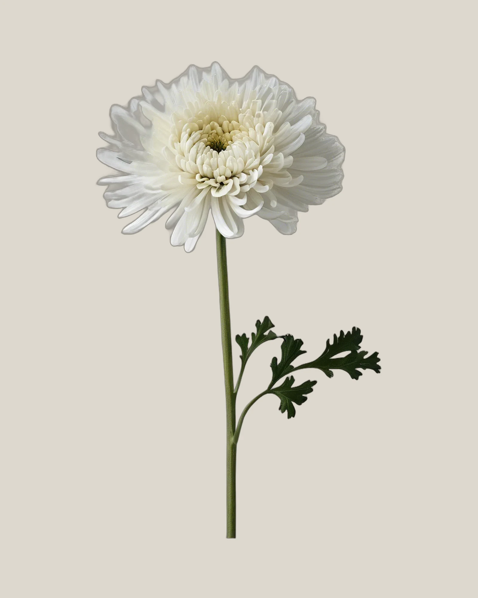 Chrysantheme Weiß – Chrysanthemum, freigestellte botanische Studioaufnahme