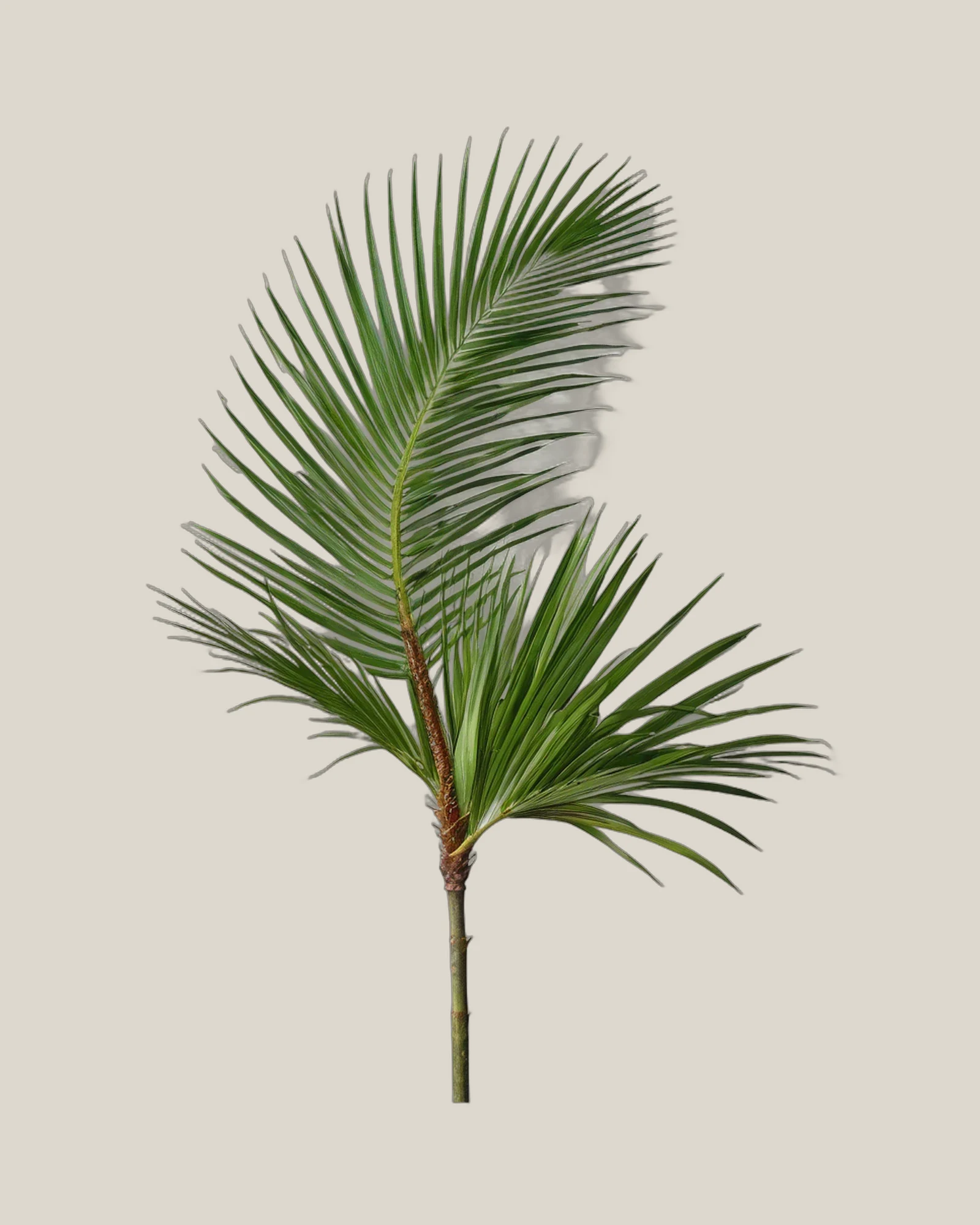 Sagopalme – Cycas revoluta, freigestellte botanische Studioaufnahme