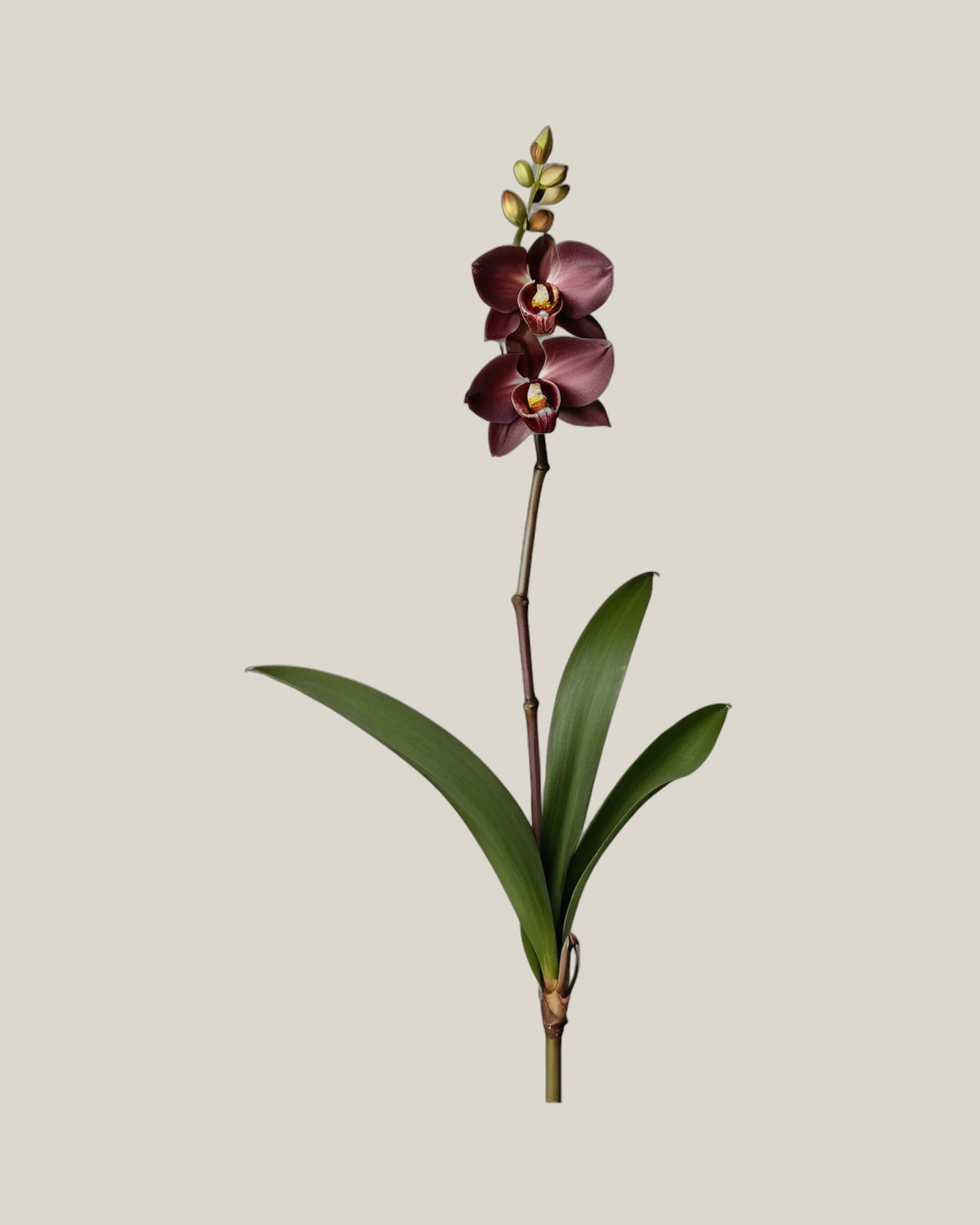 Cymbidium Burgundy – Cymbidium, freigestellte botanische Studioaufnahme
