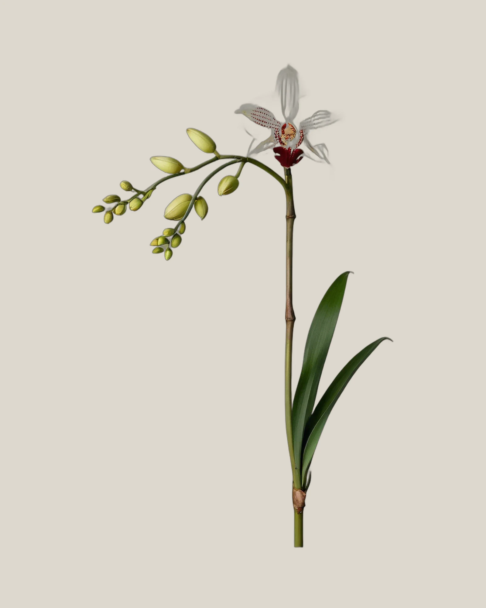 Cymbidium Weiß – Cymbidium, freigestellte botanische Studioaufnahme