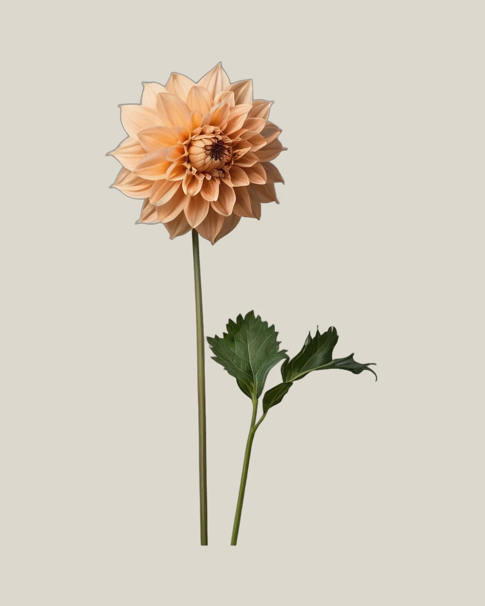 Dahlie Apricot – Dahlia pinnata, freigestellte botanische Studioaufnahme