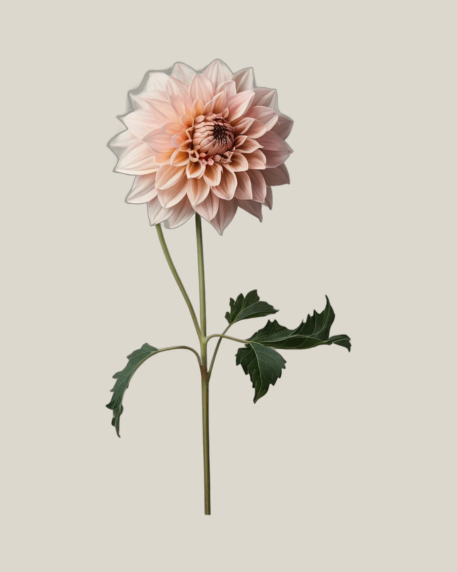 Dahlie Rosa – Dahlia pinnata, freigestellte botanische Studioaufnahme