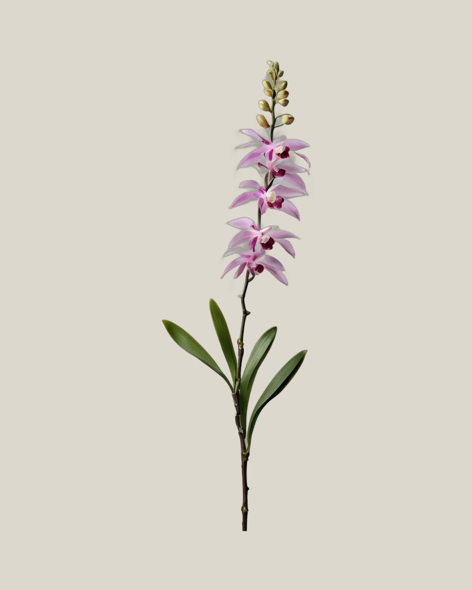 Dendrobium Pink – Dendrobium, freigestellte botanische Studioaufnahme