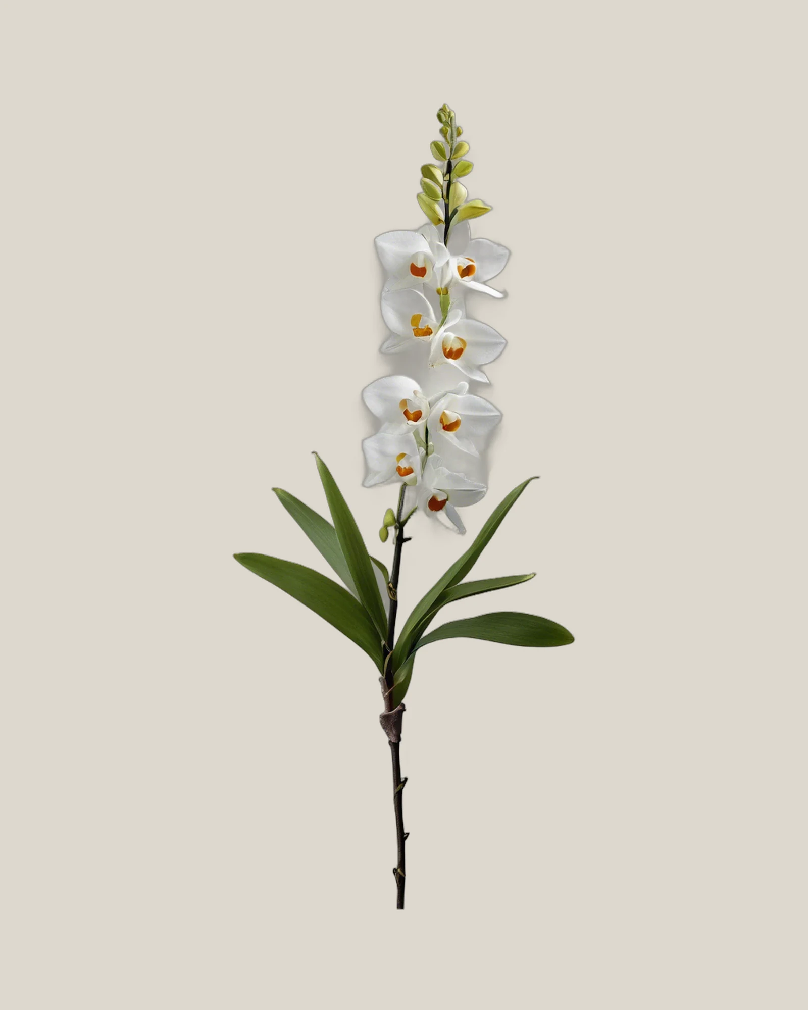 Dendrobium Zweifarbig – Dendrobium, freigestellte botanische Studioaufnahme