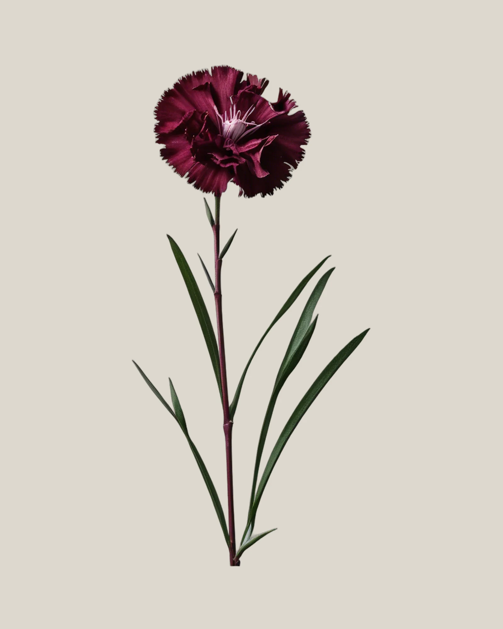 Dianthus Burgundy – , freigestellte botanische Studioaufnahme