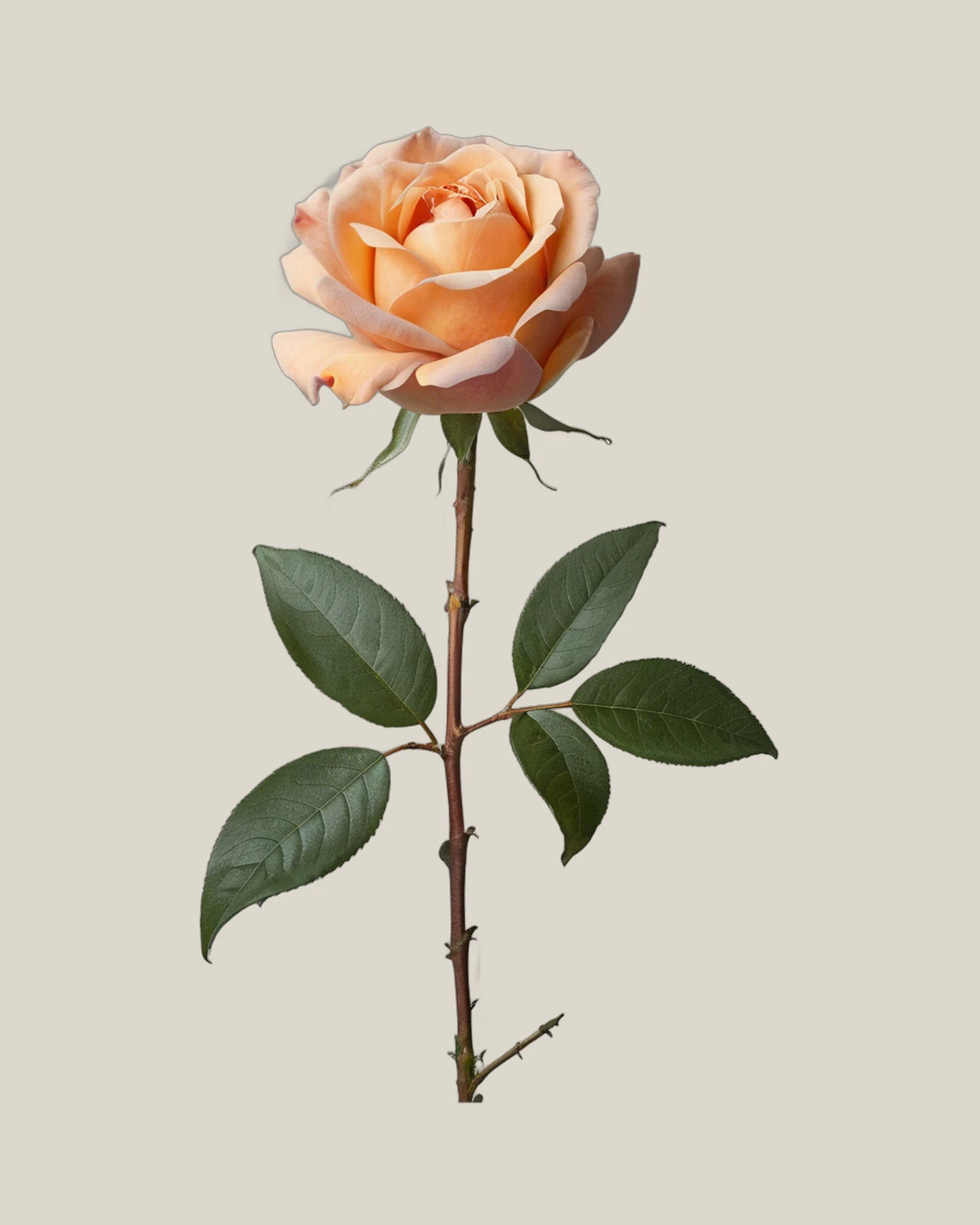 Gartenrose Peach – Rosa hybrida, freigestellte botanische Studioaufnahme