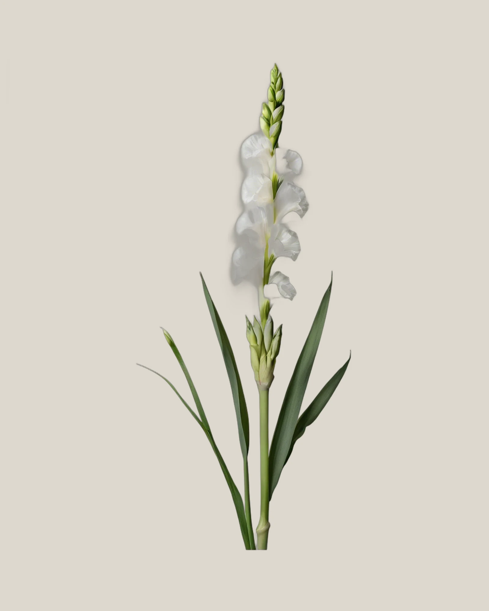 Gladiole Weiß – Gladiolus, freigestellte botanische Studioaufnahme