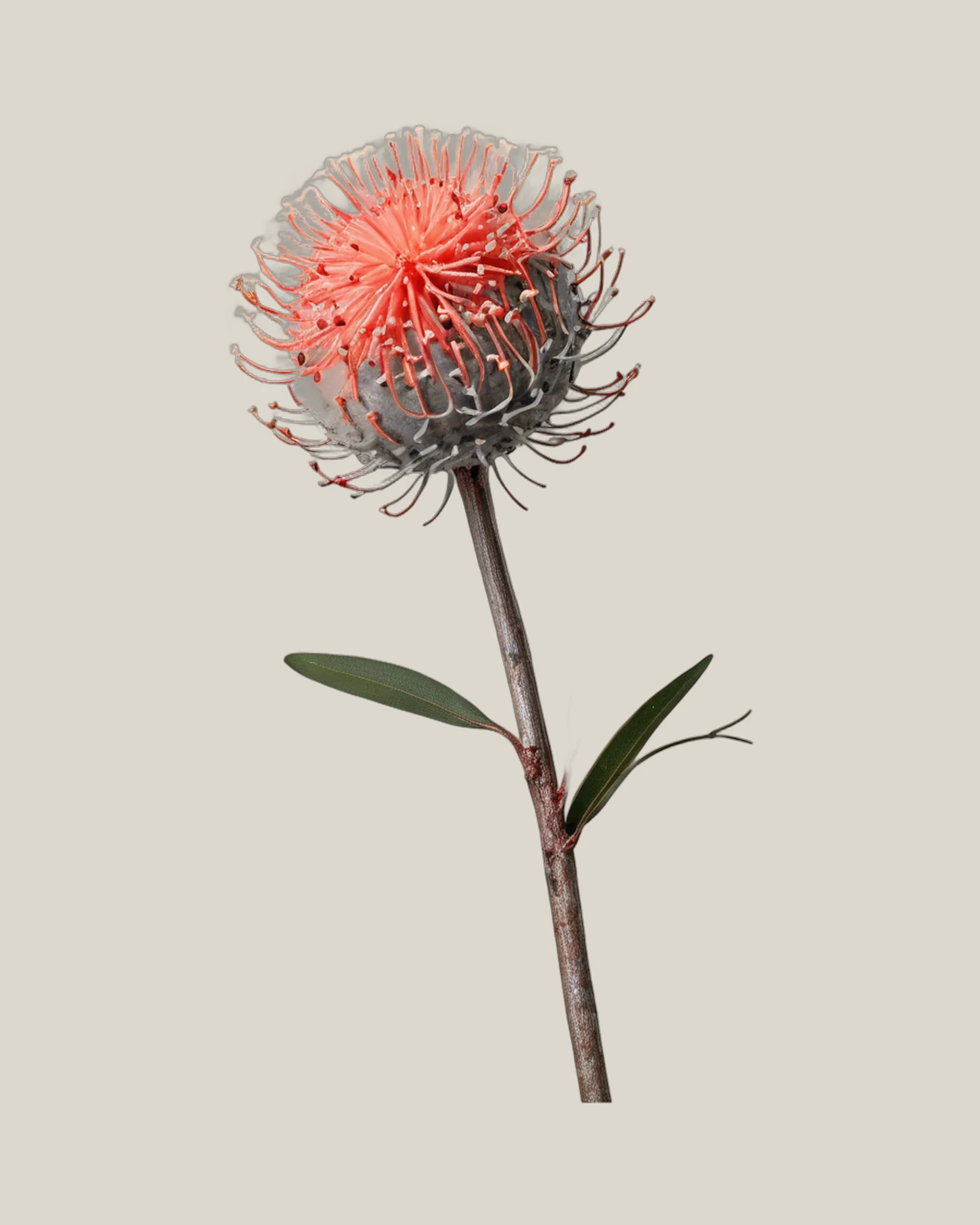 Hakea – Hakea, freigestellte botanische Studioaufnahme