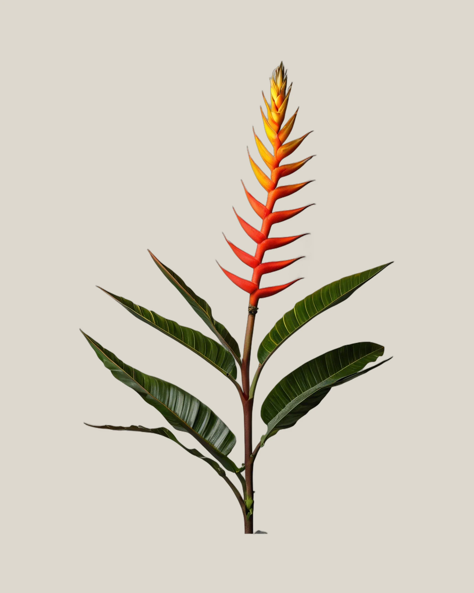 Heliconia Orange – Heliconia, freigestellte botanische Studioaufnahme