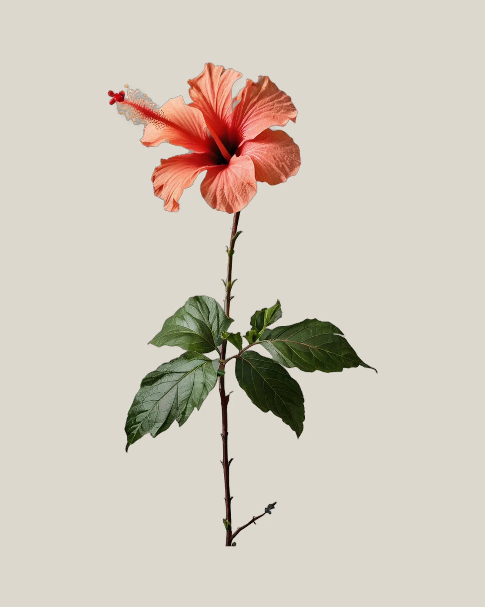 Hibiskus – Hibiscus rosa-sinensis, freigestellte botanische Studioaufnahme