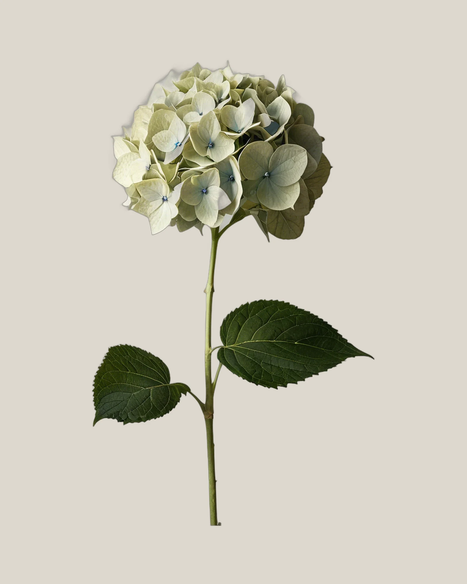 Hortensie Creme – Hydrangea macrophylla, freigestellte botanische Studioaufnahme