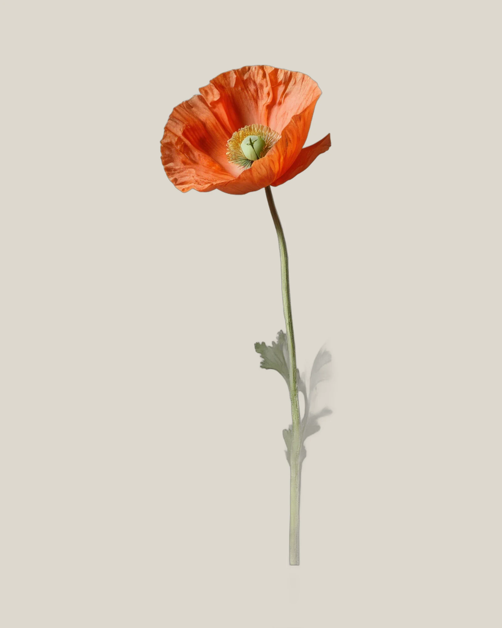Islandmohn Orange – Papaver nudicaule, freigestellte botanische Studioaufnahme