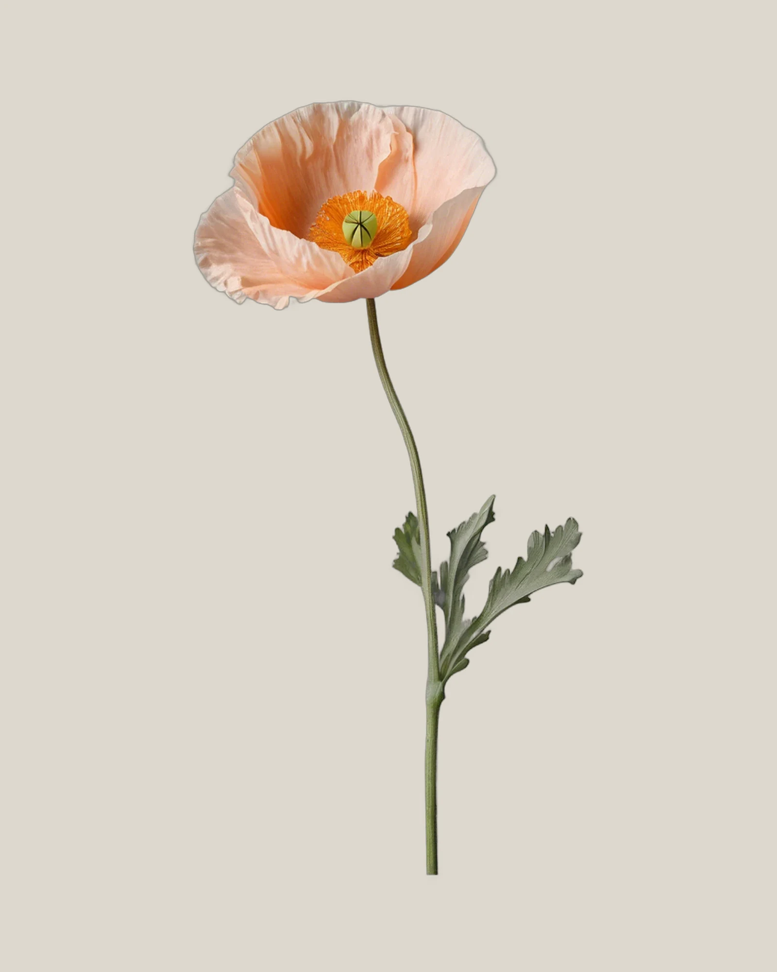 Islandmohn Pink – Papaver nudicaule, freigestellte botanische Studioaufnahme
