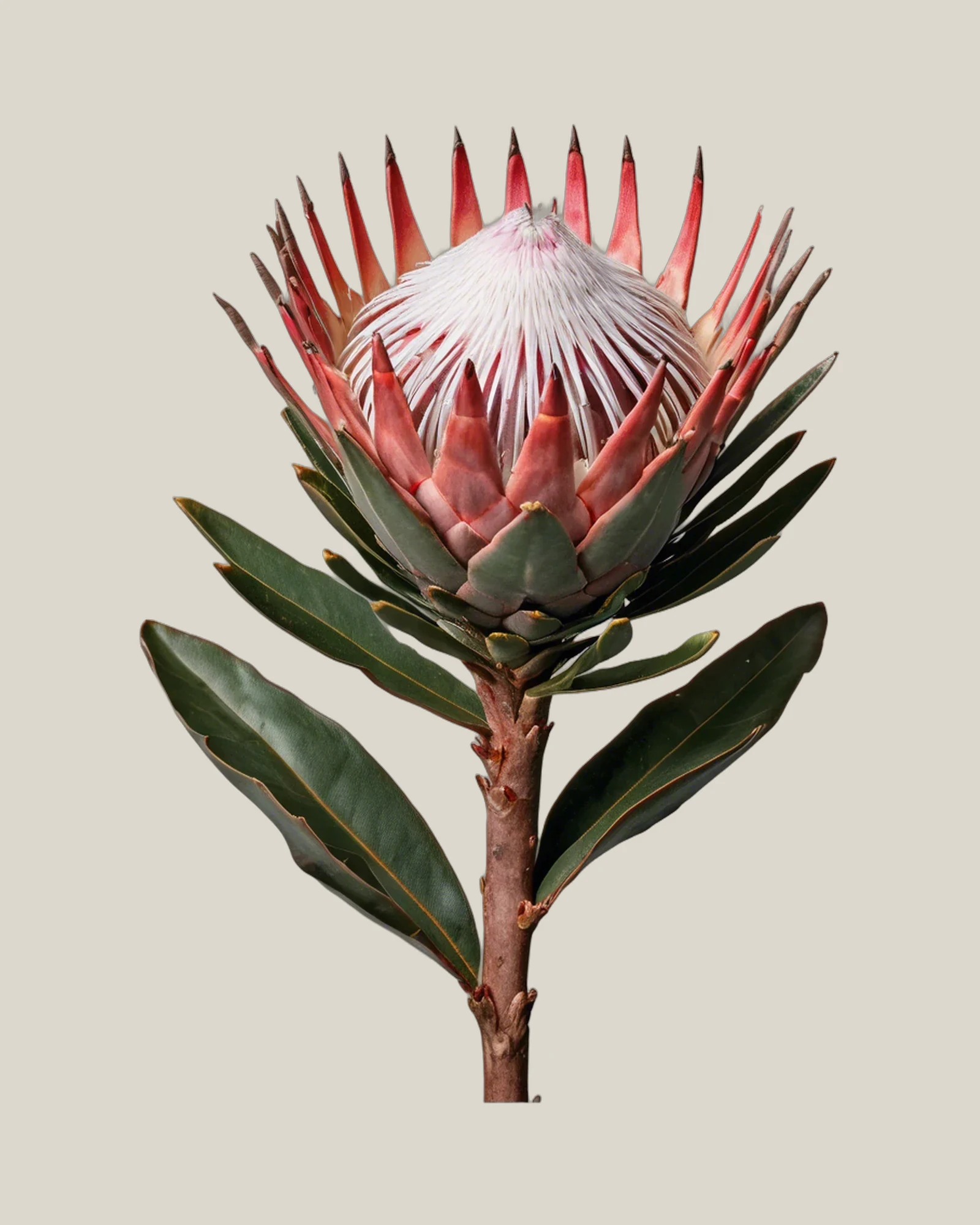 King Protea – Protea cynaroides, freigestellte botanische Studioaufnahme