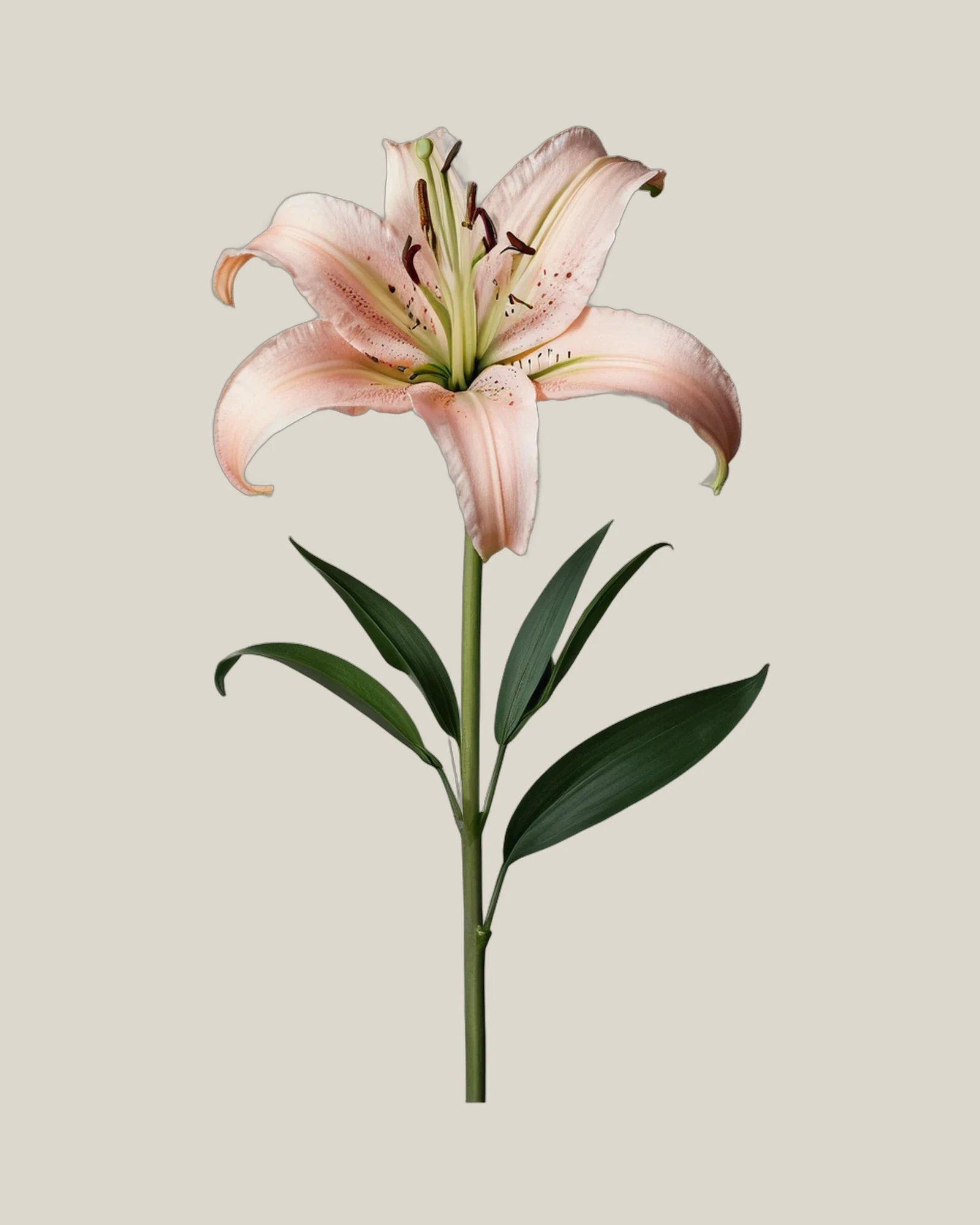 Lilie Rosa – Lilium, freigestellte botanische Studioaufnahme
