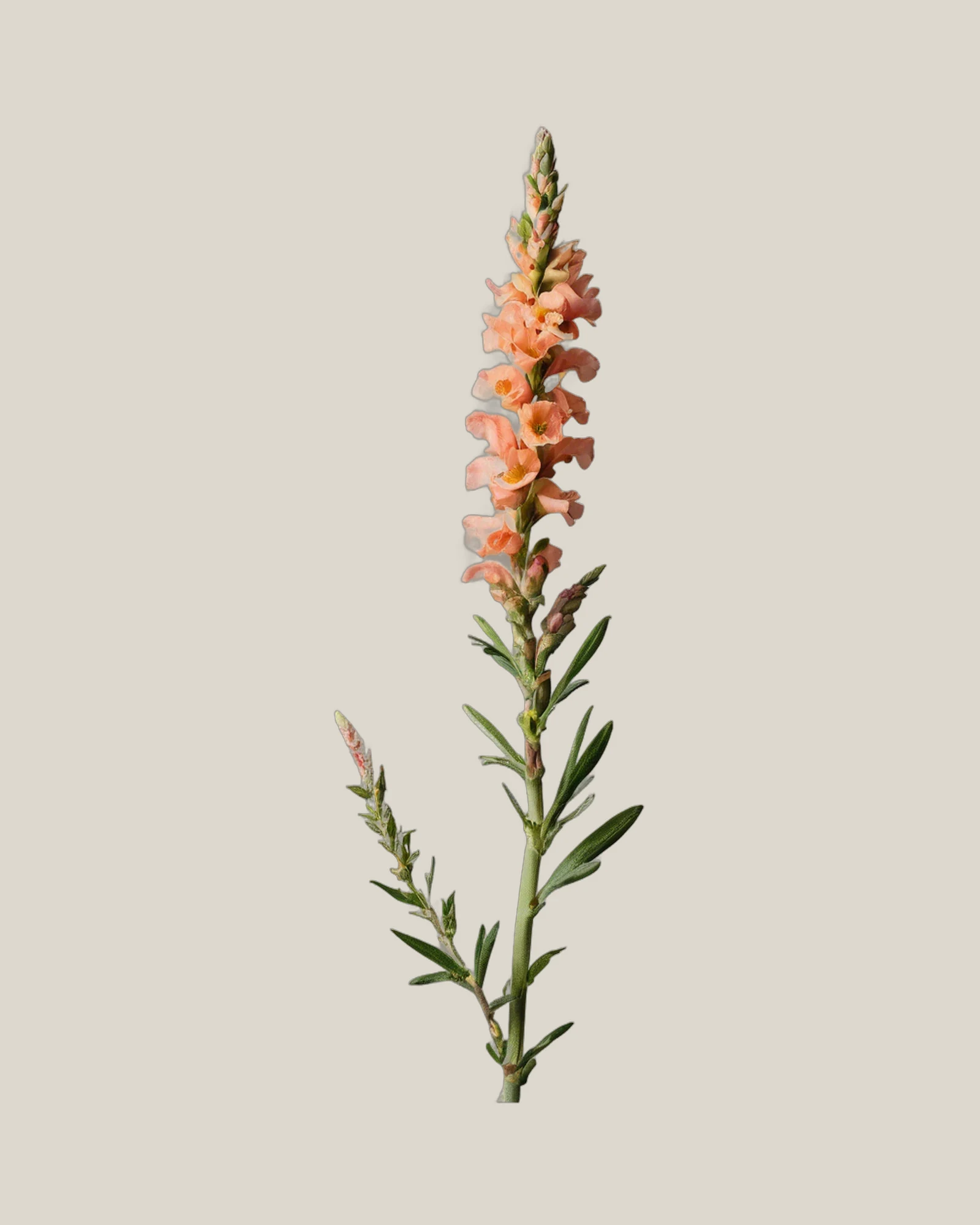 Löwenmäulchen Pfirsich – Antirrhinum majus, freigestellte botanische Studioaufnahme