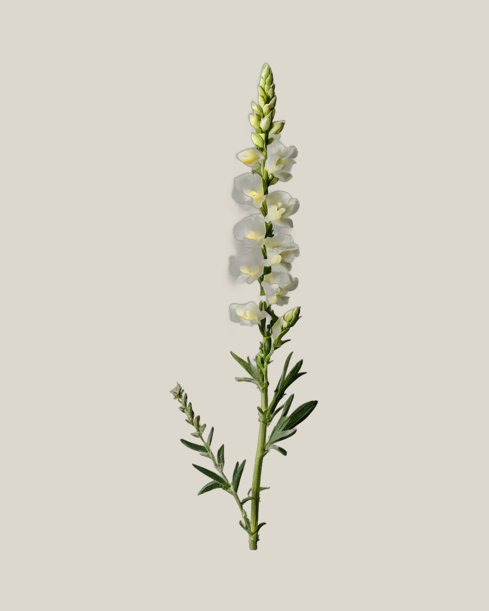 Löwenmäulchen Weiß – Antirrhinum majus, freigestellte botanische Studioaufnahme