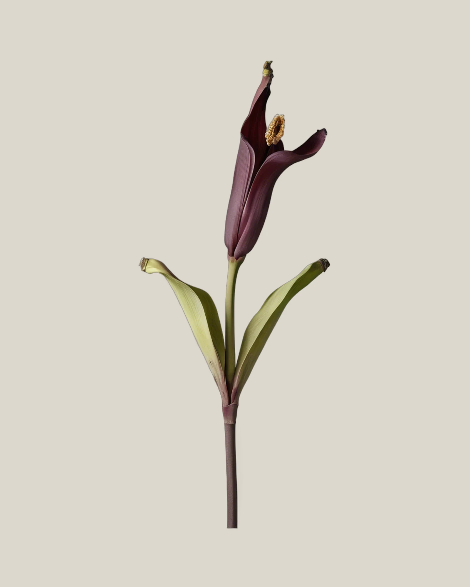 Bananenblüte – Musa, freigestellte botanische Studioaufnahme