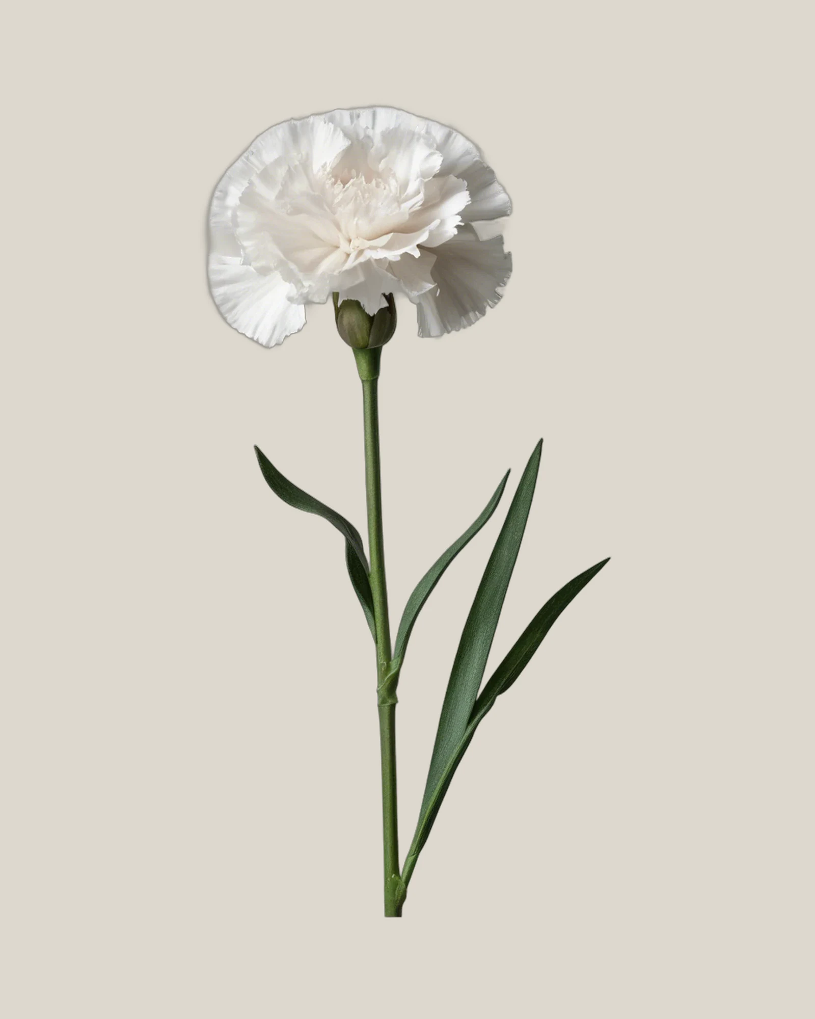 Nelke Weiß – Dianthus caryophyllus, freigestellte botanische Studioaufnahme