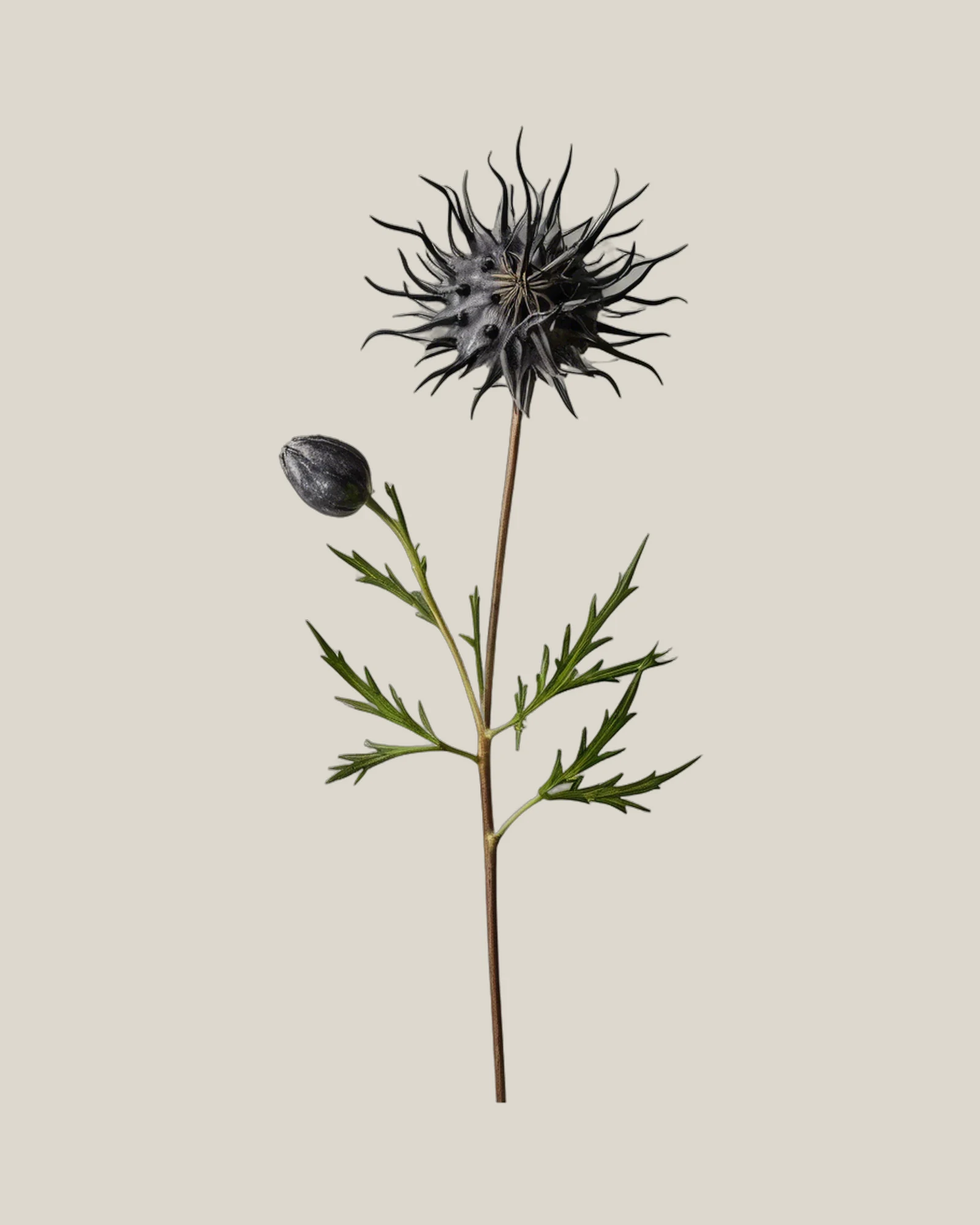 Nigella Pods – , freigestellte botanische Studioaufnahme