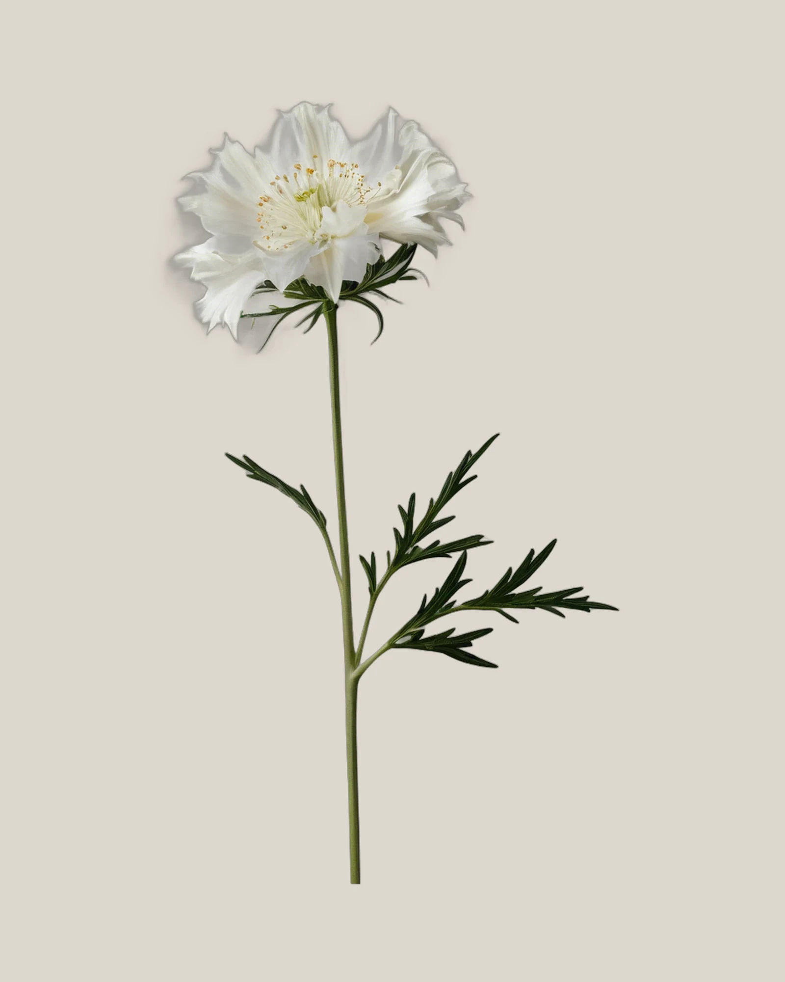 Nigella Weiß – , freigestellte botanische Studioaufnahme