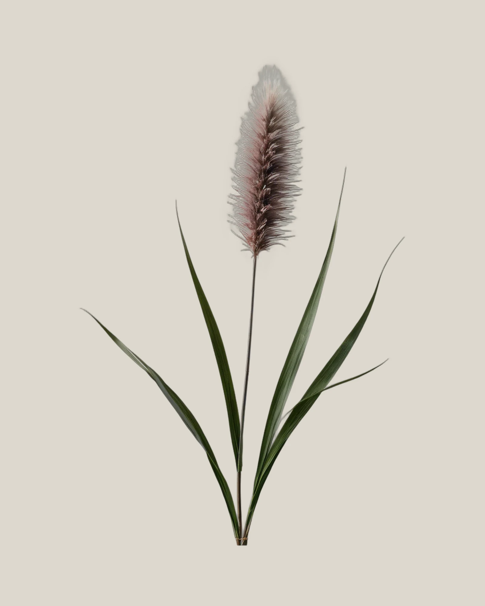 Pennisetum – , freigestellte botanische Studioaufnahme