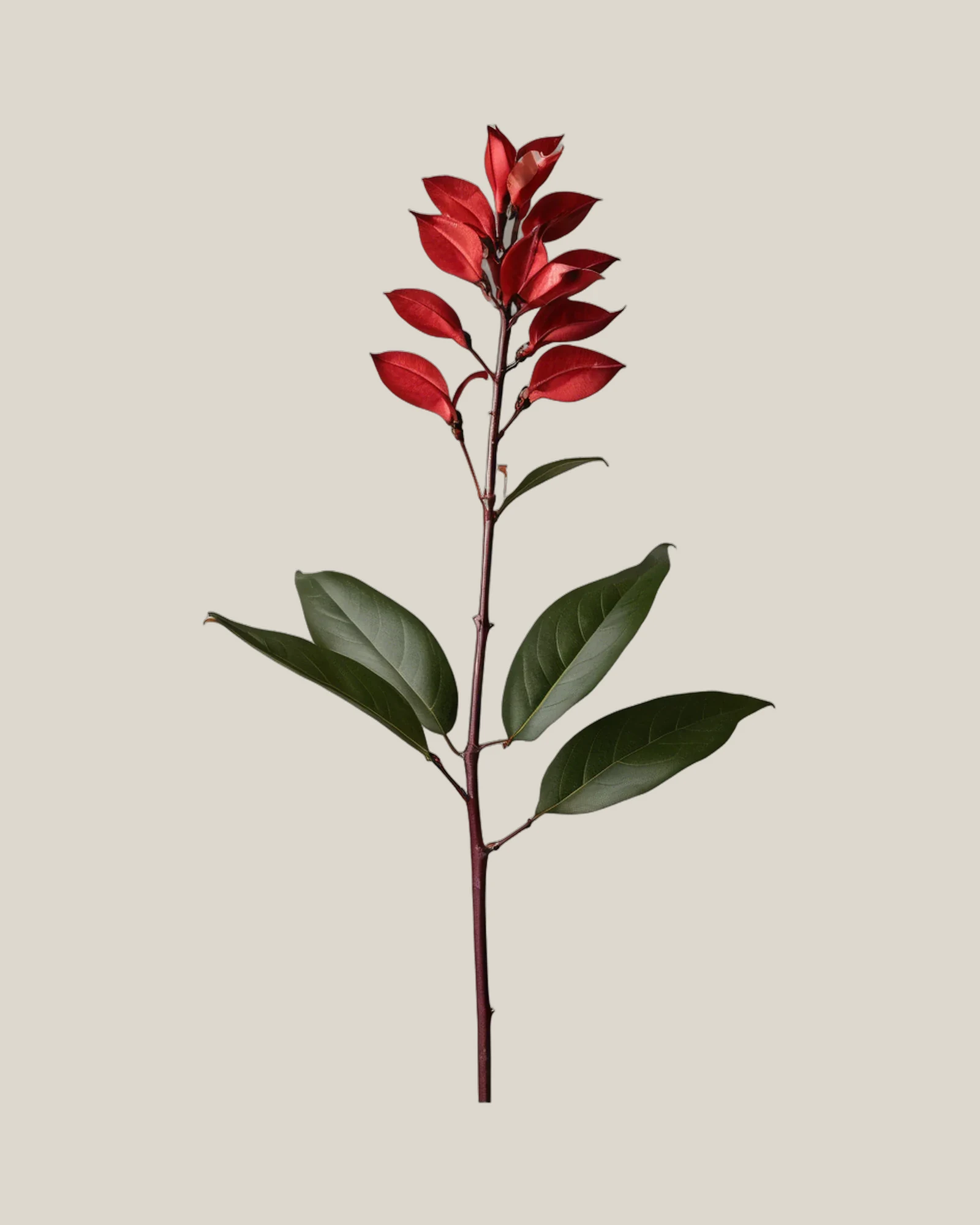 Glanzmispel – Photinia × fraseri, freigestellte botanische Studioaufnahme