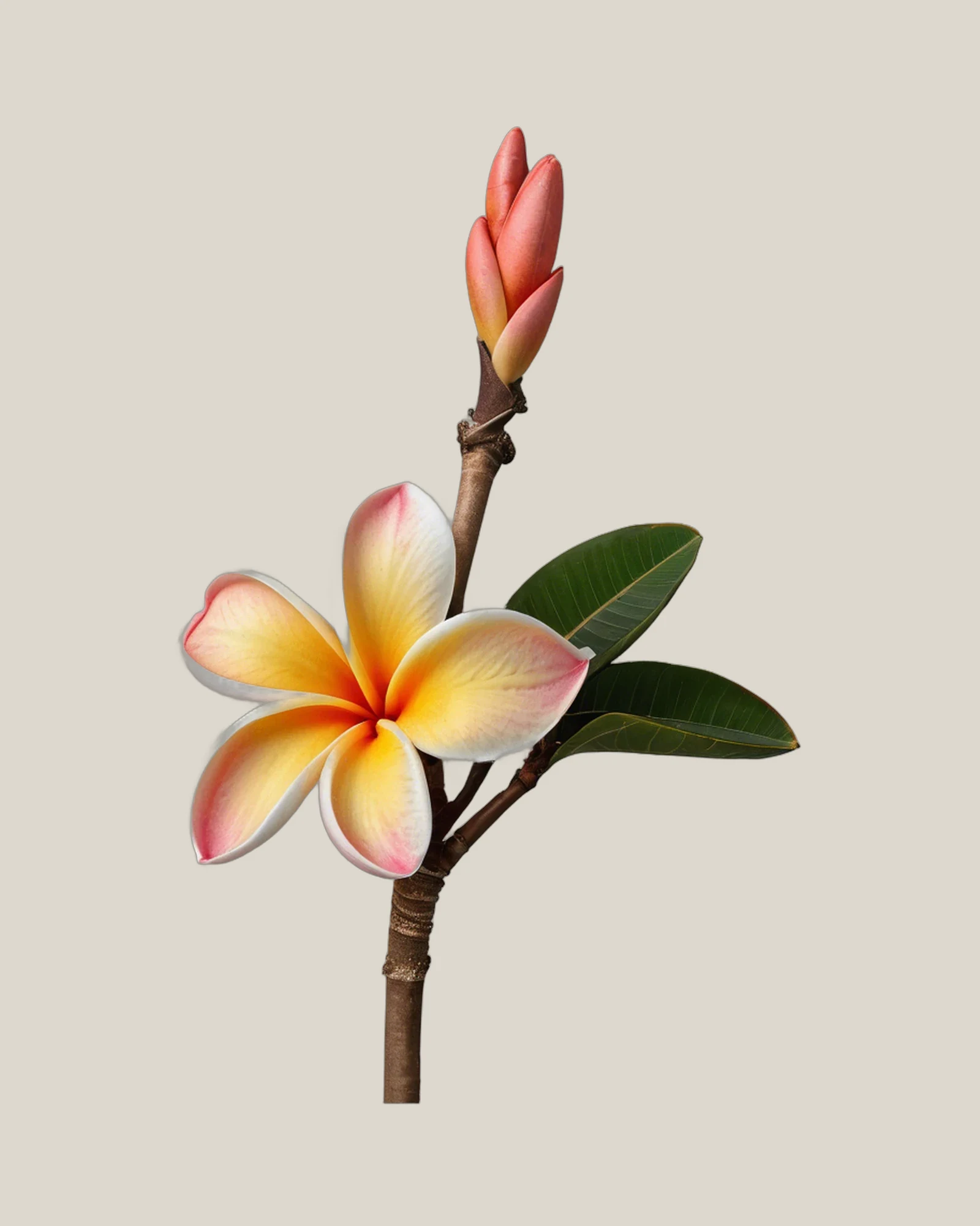 Frangipani Coral – Plumeria rubra, freigestellte botanische Studioaufnahme