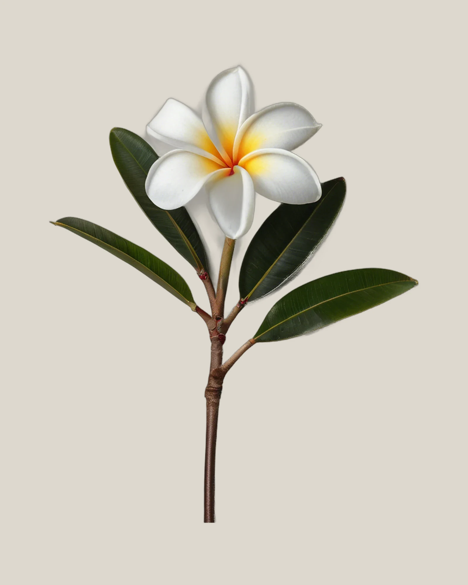 Frangipani – Plumeria rubra, freigestellte botanische Studioaufnahme