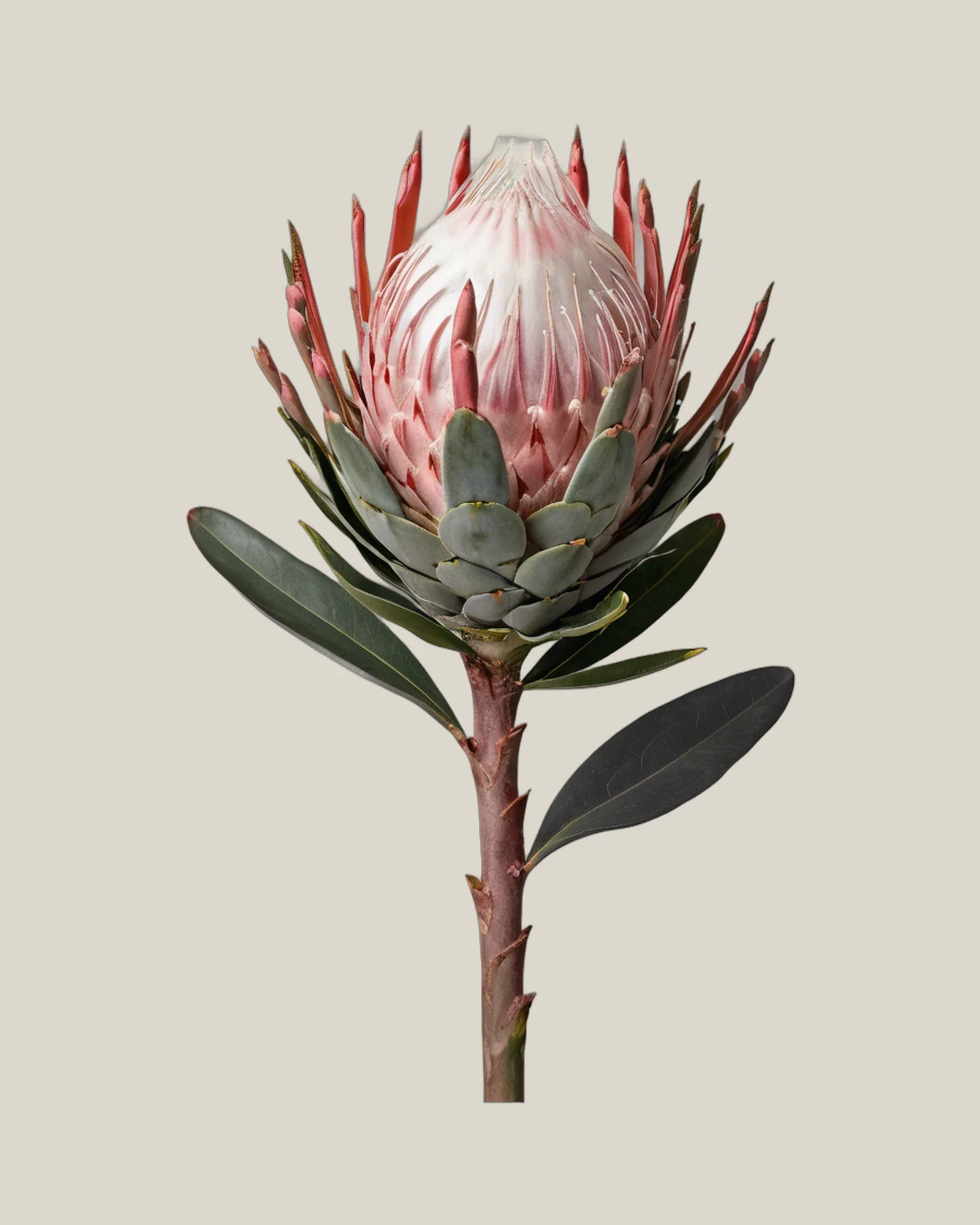 Queen Protea – Protea magnifica, freigestellte botanische Studioaufnahme