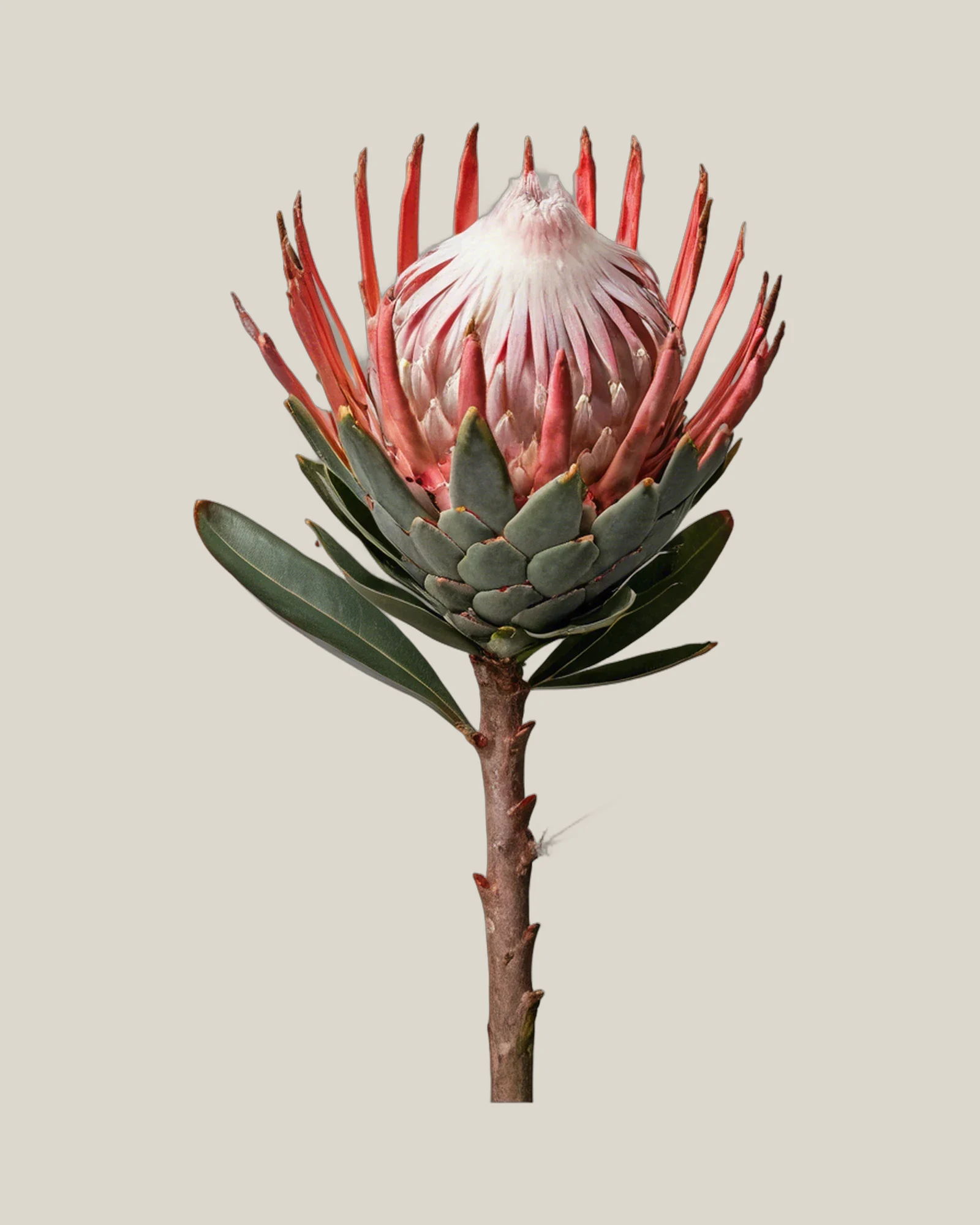 Protea Mini – Protea cynaroides, freigestellte botanische Studioaufnahme