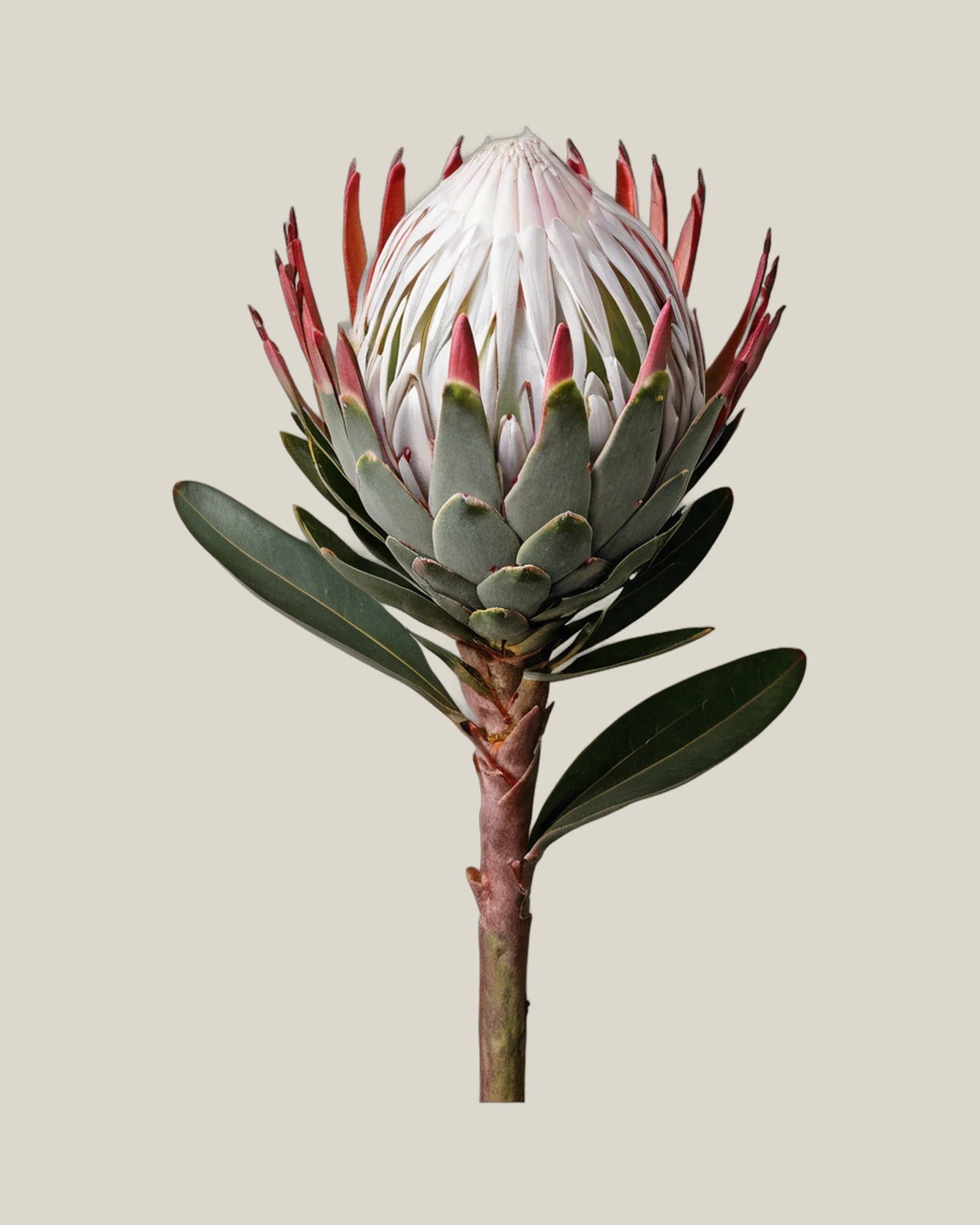 Honig-Protea Weiß – Protea repens, freigestellte botanische Studioaufnahme