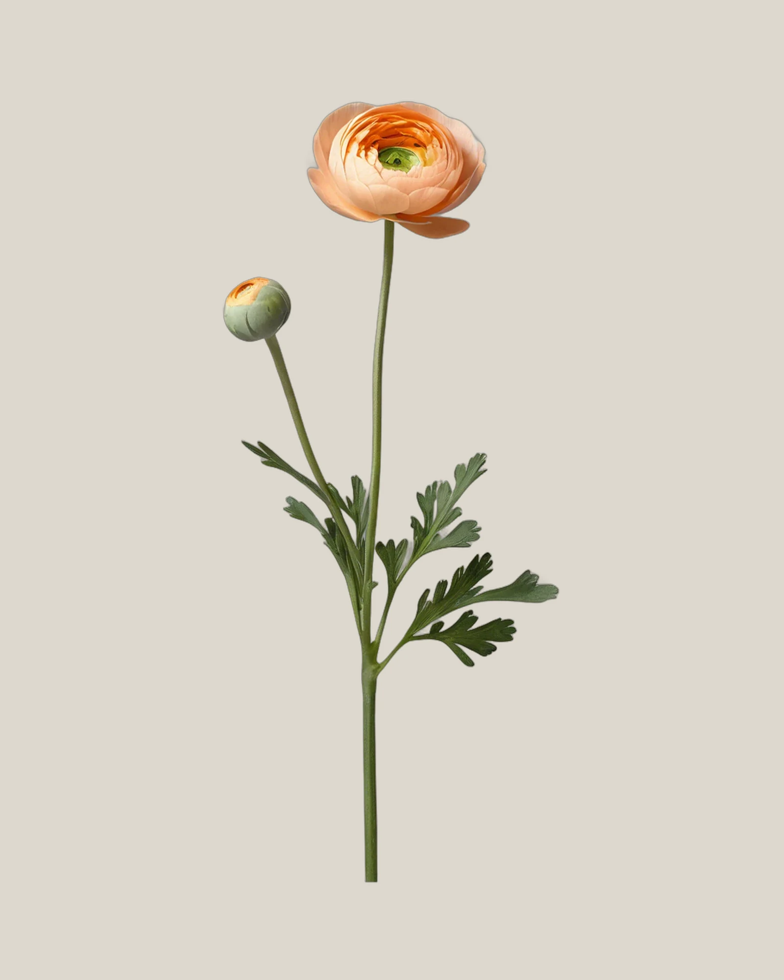 Ranunkel Apricot – Ranunculus asiaticus, freigestellte botanische Studioaufnahme