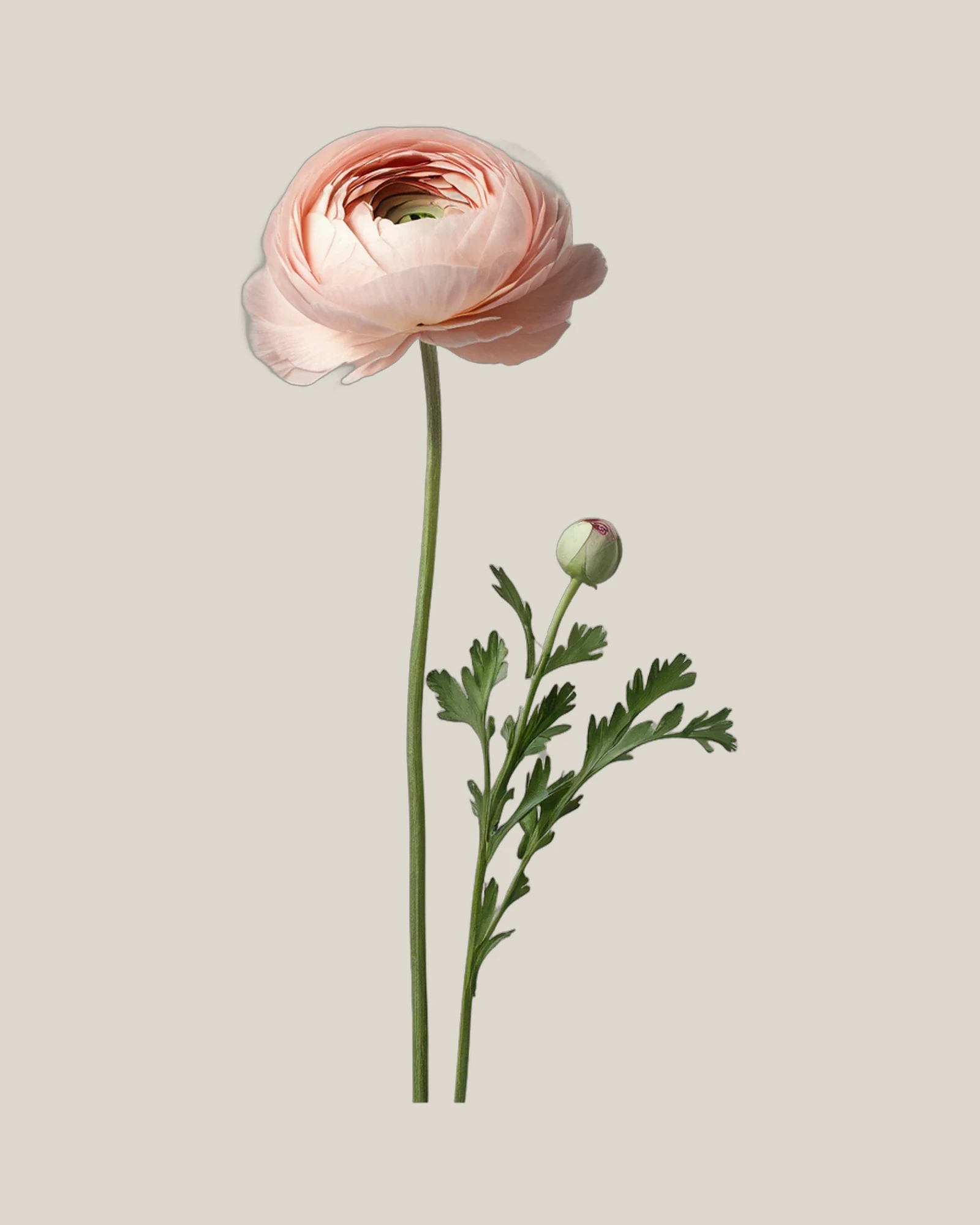 Ranunkel Rosa – Ranunculus asiaticus, freigestellte botanische Studioaufnahme