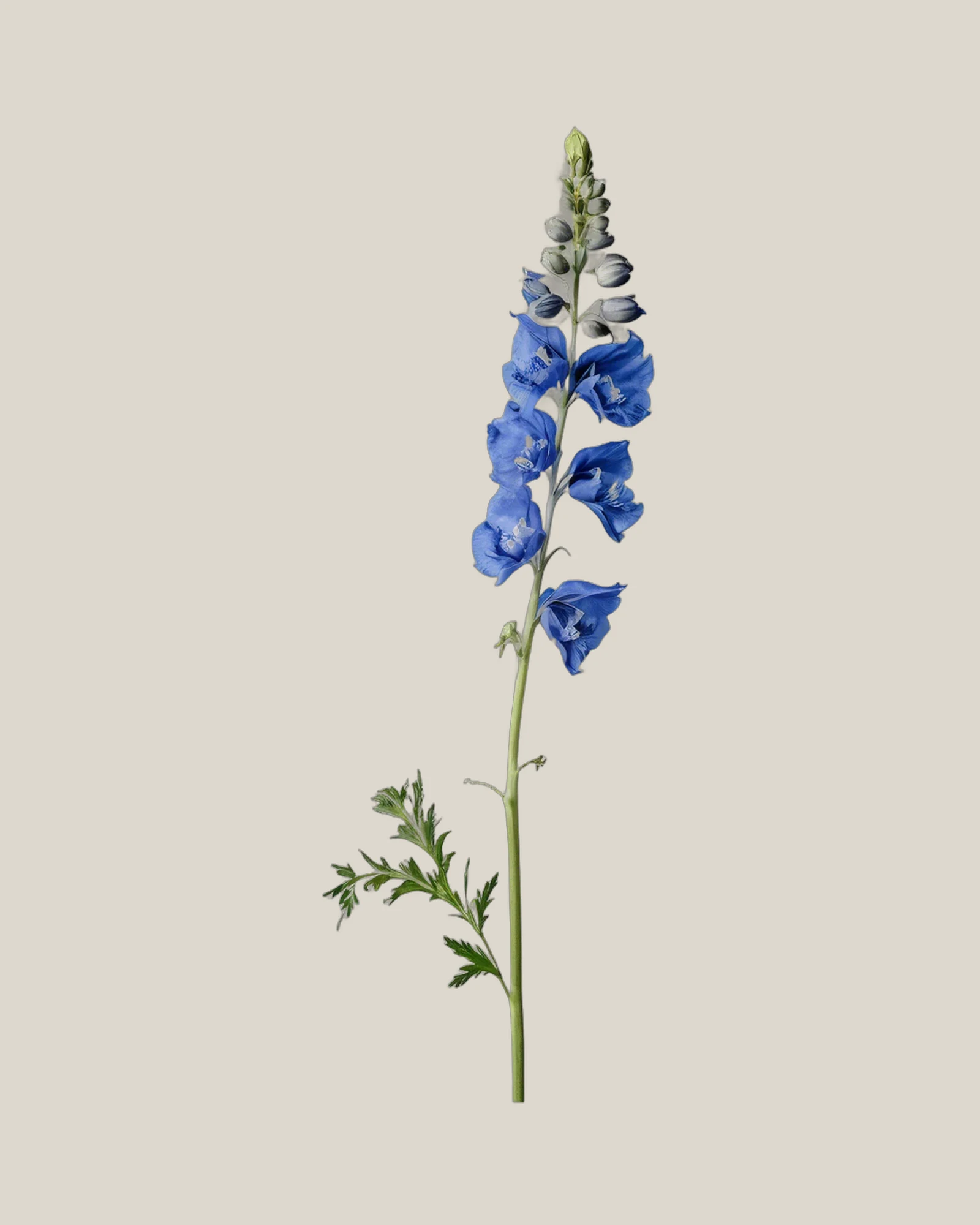Rittersporn Blau – Delphinium elatum, freigestellte botanische Studioaufnahme