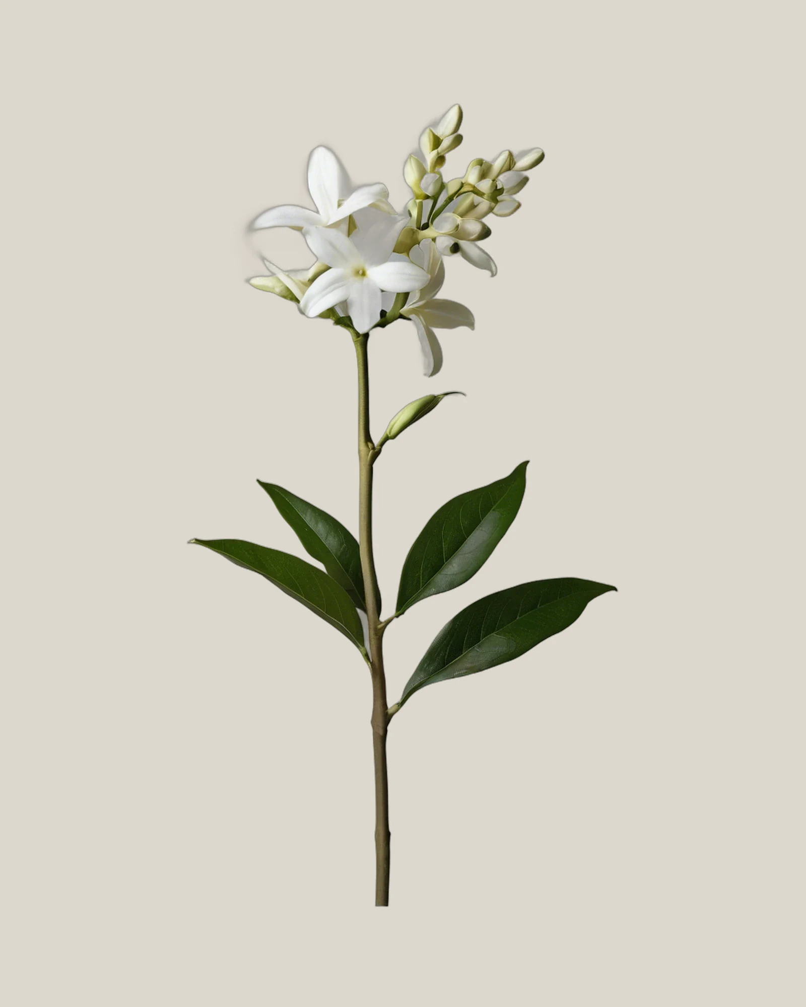 Stephanotis – Stephanotis floribunda, freigestellte botanische Studioaufnahme