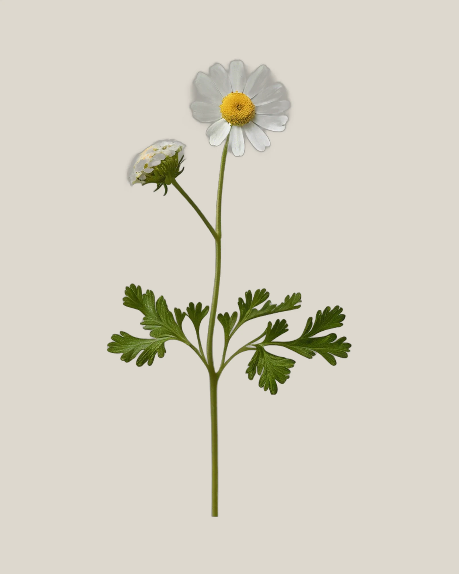 Mutterkraut – Tanacetum parthenium, freigestellte botanische Studioaufnahme