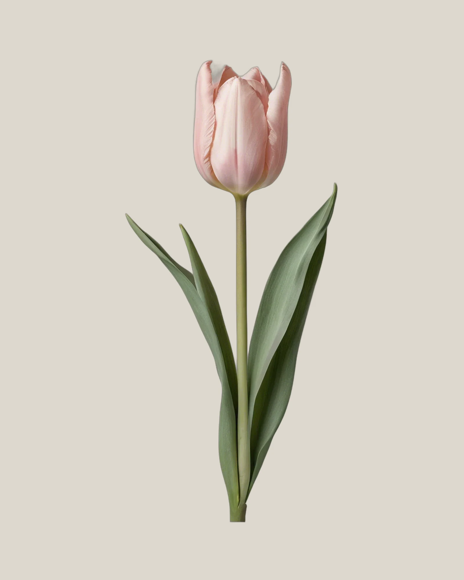 Tulpe Blush – Tulipa, freigestellte botanische Studioaufnahme