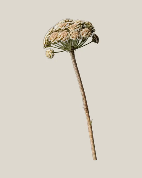 Schafgarbe getrocknet – Achillea filipendulina