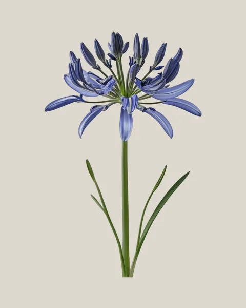 Schmucklilie Blau – Agapanthus africanus