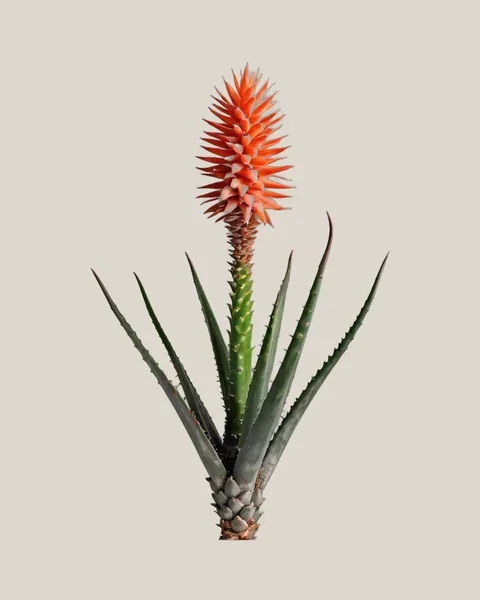 Aloeblüte – Aloe arborescens