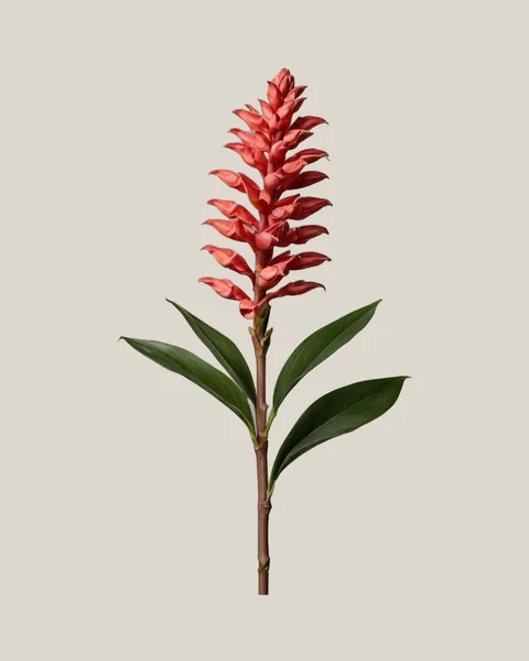 Roter Ingwer Pink Ginger – Alpinia purpurata