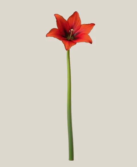 Amaryllis Ferrari (Rot)
