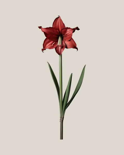 Amaryllis Rot
