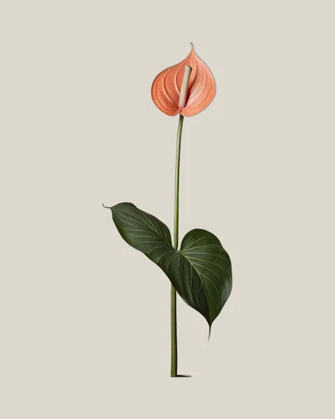 Anthurie Lachs – Anthurium andraeanum