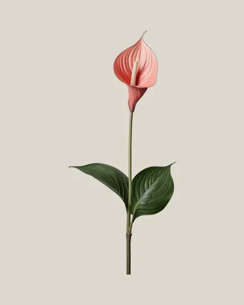 Anthurie Rosa – Anthurium andraeanum